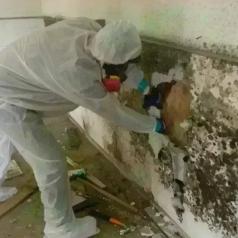 Mold Remediation and Removal in Montague, TX